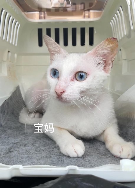 宝妈 Bao Ma (Baby Mama) - Turkish Van + Domestic Short Hair Cat