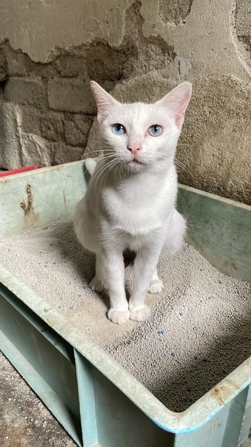 宝妈 Bao Ma (Baby Mama) - Turkish Van + Domestic Short Hair Cat