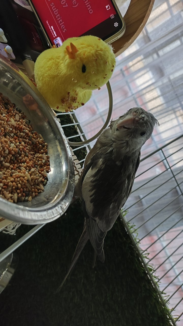 Bigby  - Cockatiel Bird