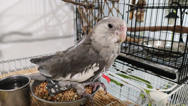 Bigby  - Cockatiel Bird