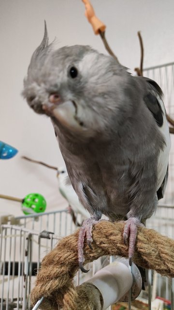 Bigby  - Cockatiel Bird