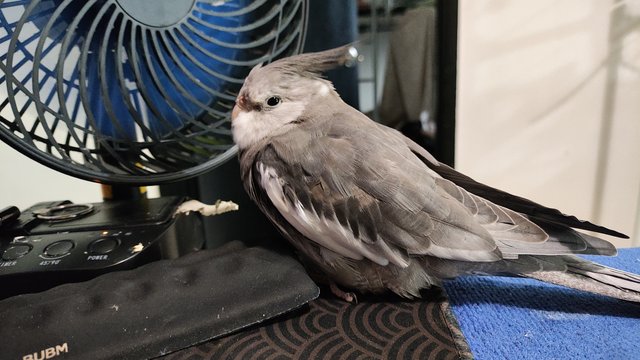 Bigby  - Cockatiel Bird