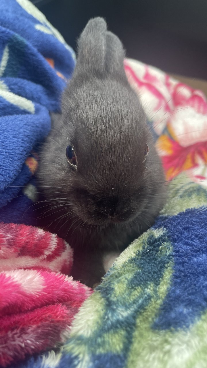 Bella - Netherland Dwarf Rabbit