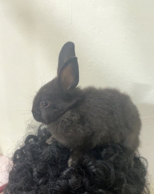 Bella - Netherland Dwarf Rabbit