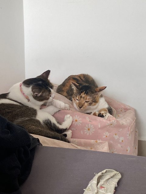 Bubble And Mochi - Domestic Short Hair Cat