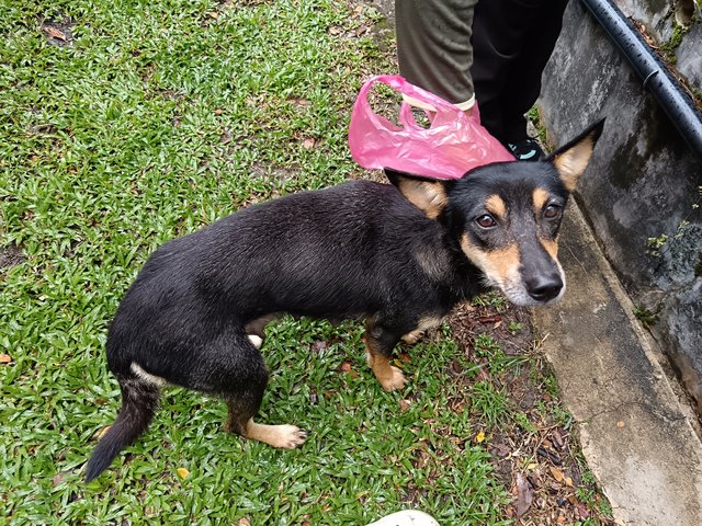 Chibby And Babies - Mixed Breed Dog