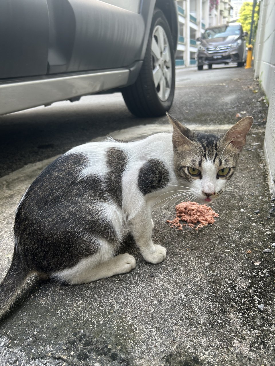 Lovey Boy - Domestic Short Hair Cat