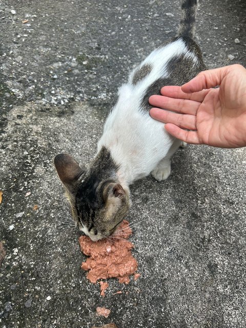 Lovey Boy - Domestic Short Hair Cat