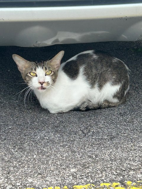 Lovey Boy - Domestic Short Hair Cat