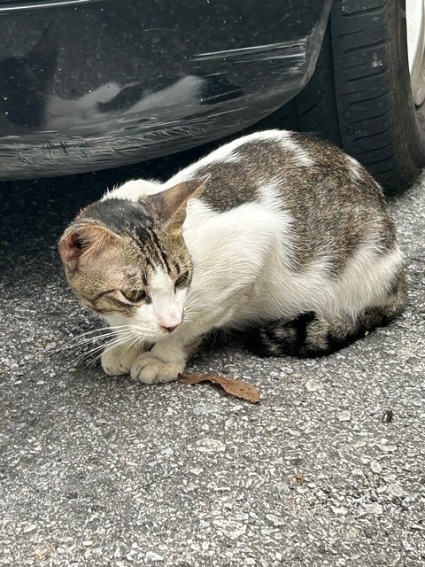 Lovey Boy - Domestic Short Hair Cat