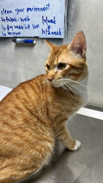 Potato - Domestic Short Hair Cat