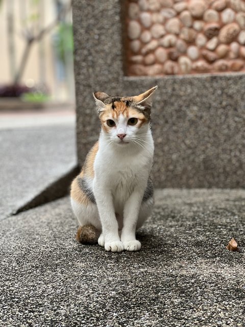 Nala - Domestic Short Hair Cat