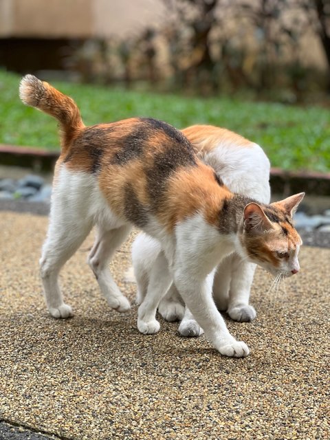 Nala - Domestic Short Hair Cat