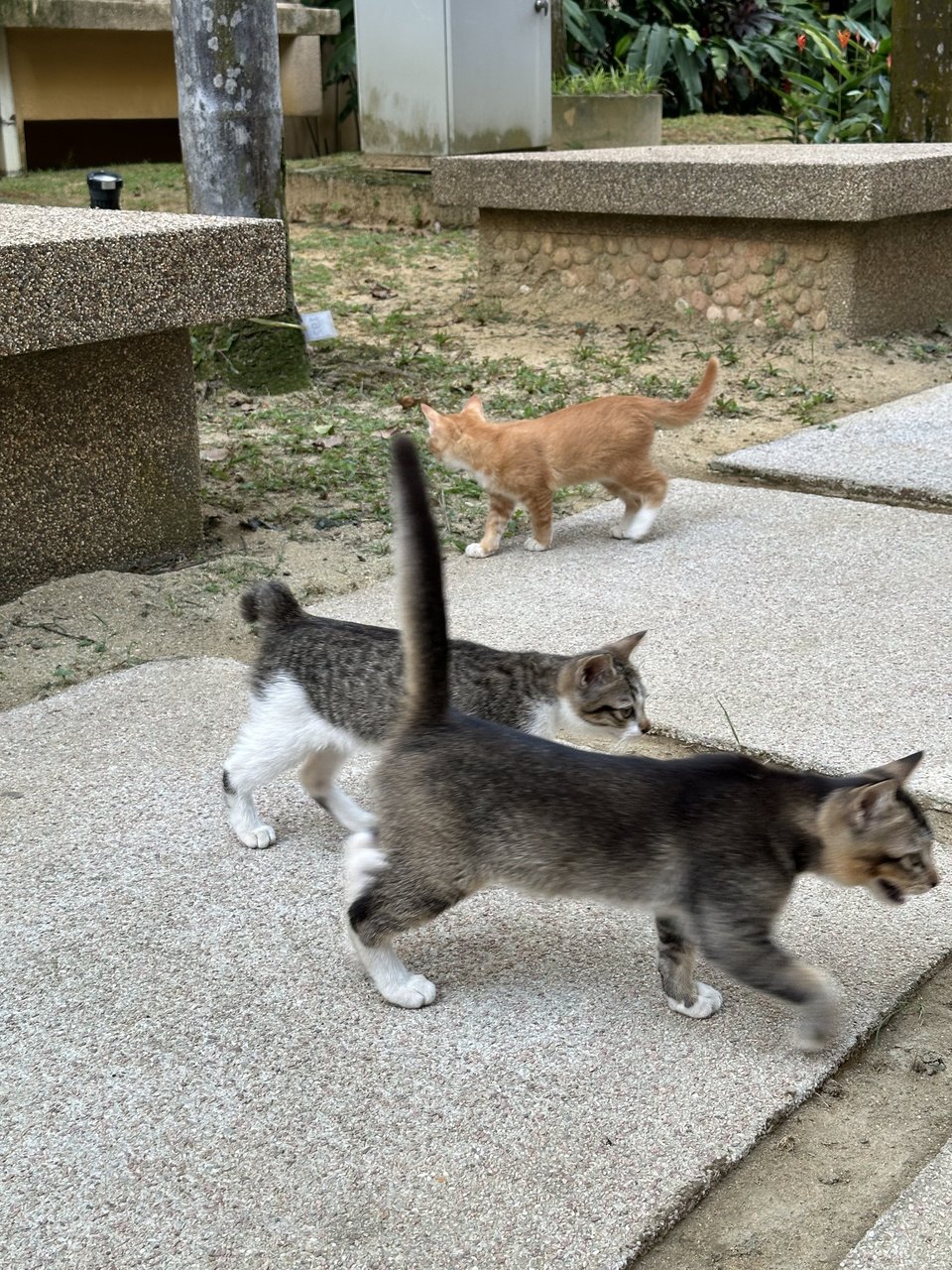 Cookie, Biscuit &amp; Cake - Domestic Short Hair Cat