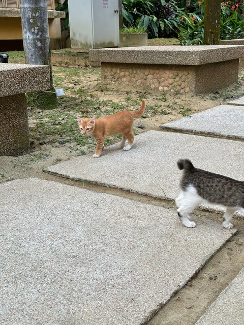 Cookie, Biscuit &amp; Cake - Domestic Short Hair Cat