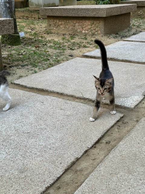 Cookie, Biscuit &amp; Cake - Domestic Short Hair Cat