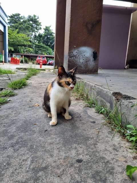 Kelly - Calico Cat