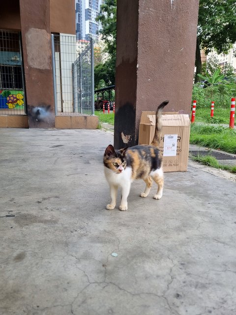 Kelly - Calico Cat