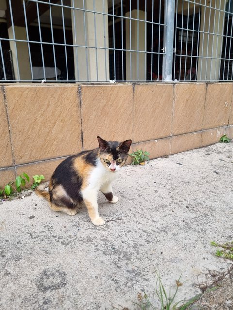 Kelly - Calico Cat