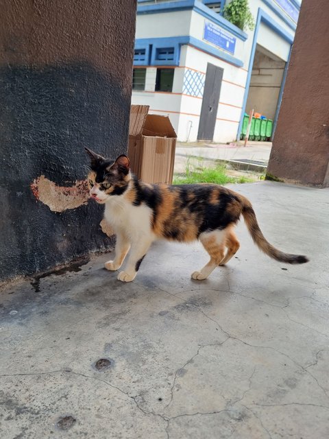 Kelly - Calico Cat