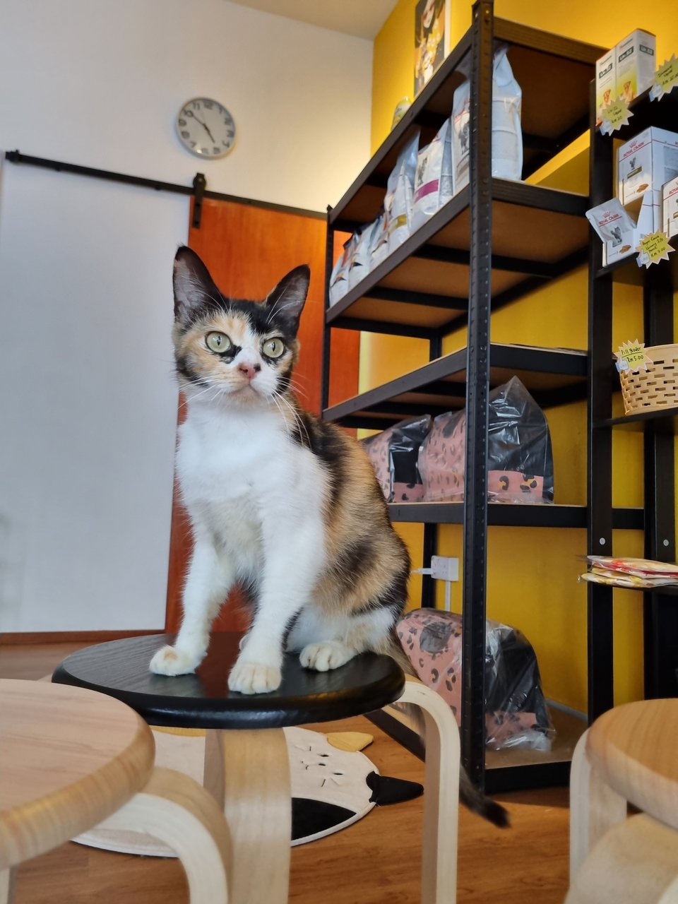 Kelly - Calico Cat