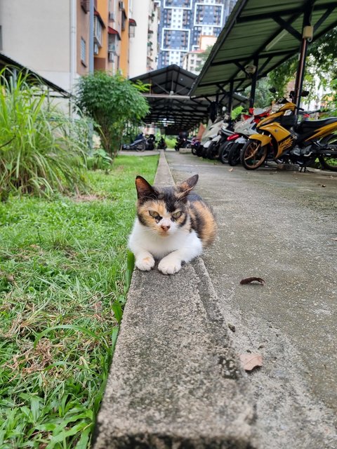 Kelly - Calico Cat