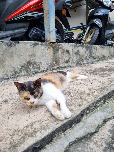 Kelly - Calico Cat