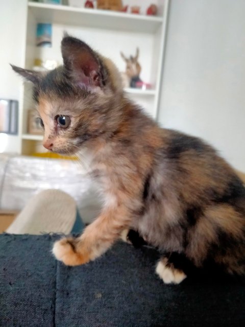 Adopted Mini Milly - Domestic Medium Hair Cat