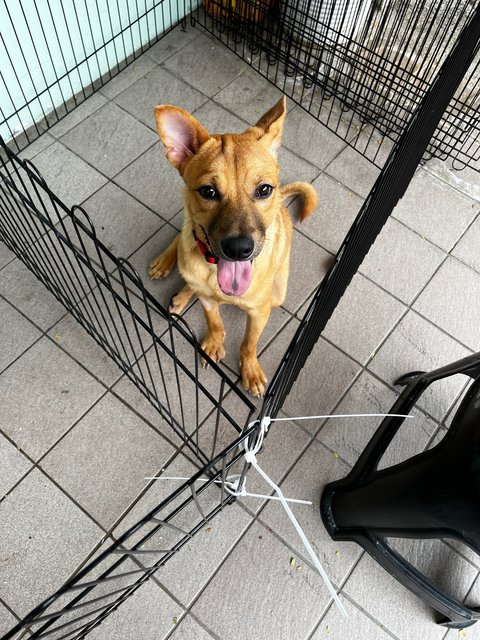 Smiley - Mixed Breed Dog