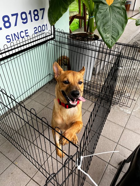 Smiley - Mixed Breed Dog