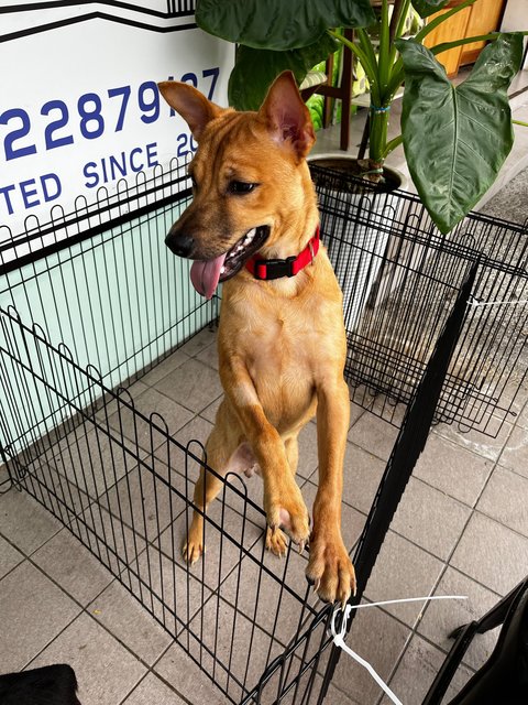 Smiley - Mixed Breed Dog