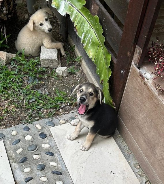 Oscar And Snowy - Finnish Spitz + German Shepherd Dog Dog