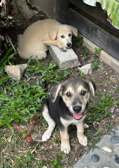 Oscar And Snowy - Finnish Spitz + German Shepherd Dog Dog