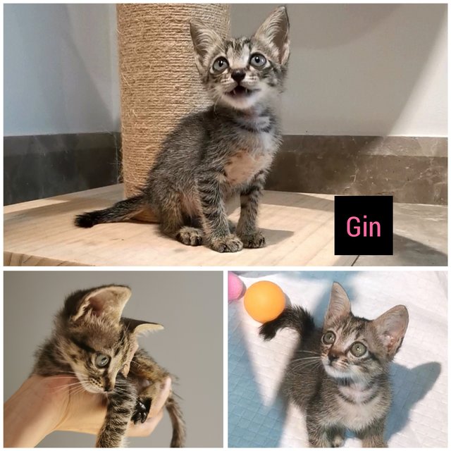 Gin (Adopted) - Domestic Short Hair + Tabby Cat