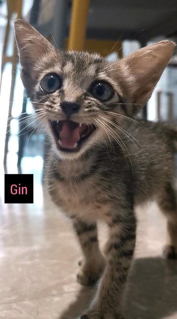 Gin (Adopted) - Domestic Short Hair + Tabby Cat