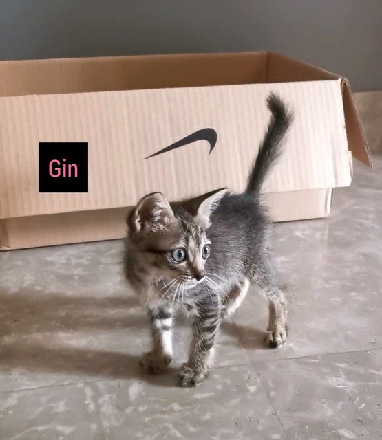 Gin (Adopted) - Domestic Short Hair + Tabby Cat