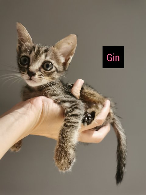 Gin (Adopted) - Domestic Short Hair + Tabby Cat