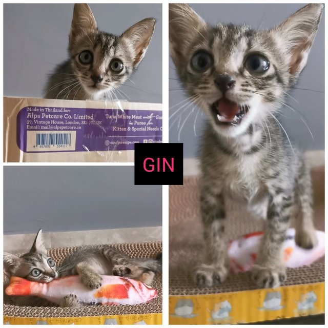 Gin (Adopted) - Domestic Short Hair + Tabby Cat