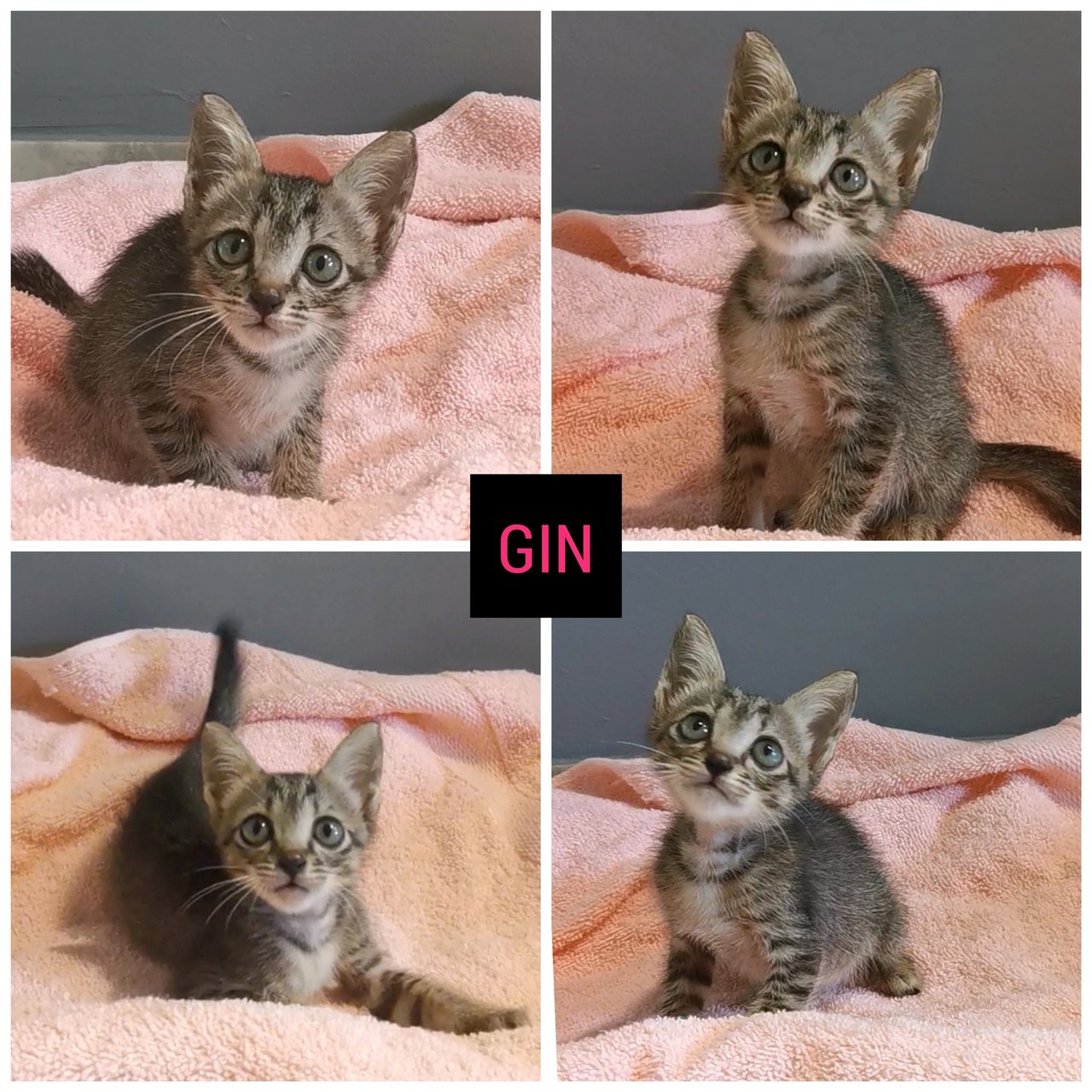 Gin (Adopted) - Domestic Short Hair + Tabby Cat