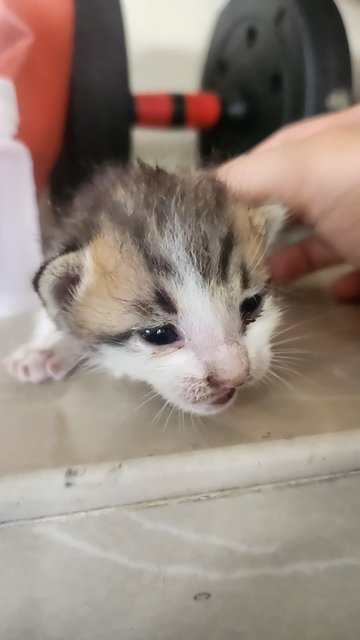 Angels  - Domestic Short Hair Cat