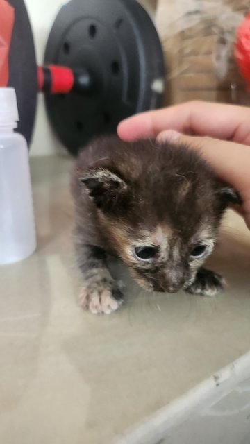 Angels  - Domestic Short Hair Cat