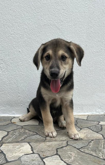 Oscar - German Shepherd Dog + Finnish Spitz Dog