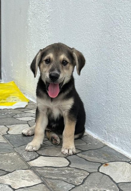 Oscar - German Shepherd Dog + Finnish Spitz Dog