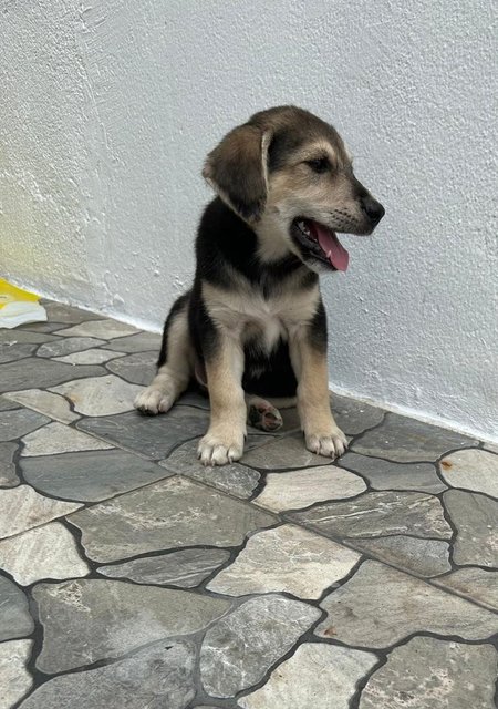 Oscar - German Shepherd Dog + Finnish Spitz Dog