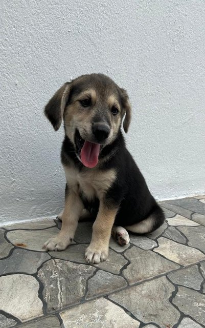 Oscar - German Shepherd Dog + Finnish Spitz Dog