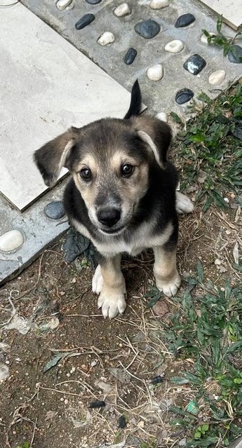 Oscar - German Shepherd Dog + Finnish Spitz Dog