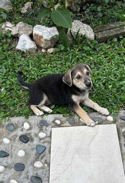 Oscar - German Shepherd Dog + Finnish Spitz Dog