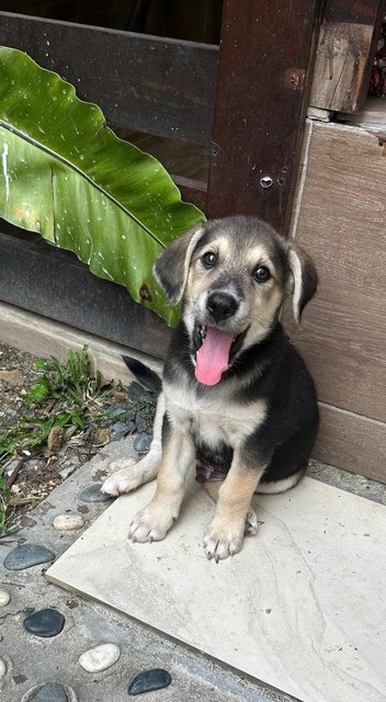 Oscar - German Shepherd Dog + Finnish Spitz Dog