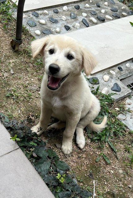 Creamy - German Shepherd Dog + Finnish Spitz Dog