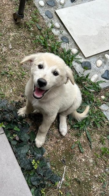 Creamy - German Shepherd Dog + Finnish Spitz Dog